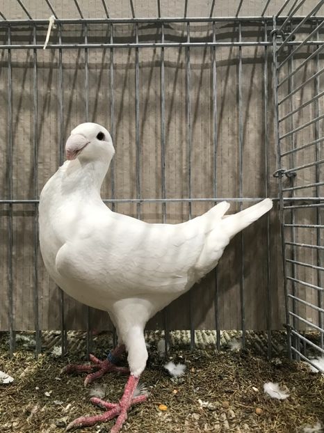 74720D20-99D8-4C8F-8C7C-986761ADC441 - 4 Achiziții 2018