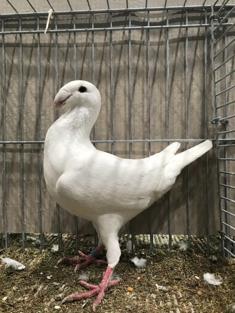 2B36DAB5-55BA-4521-B2A0-46FFB785068A - 4 Achiziții 2018