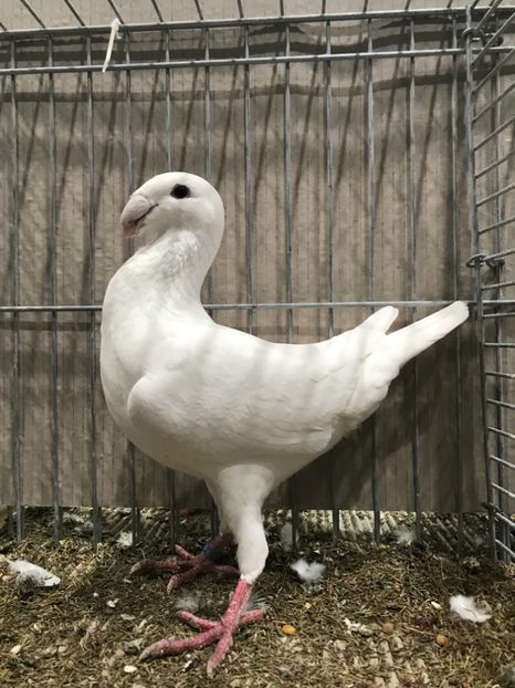 3B854989-666D-4485-978A-FE6E1B7F976B - 4 Achiziții 2018