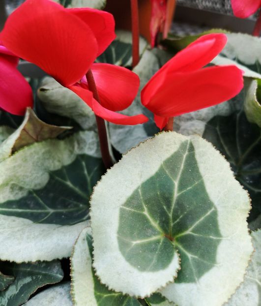  - ACHIZIȚII DE TOAMNA