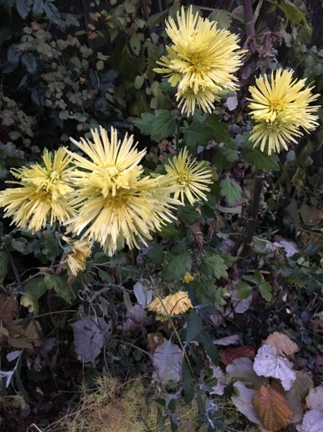 1B10A312-77FD-4600-997D-A1311F443773 - Noiembrie