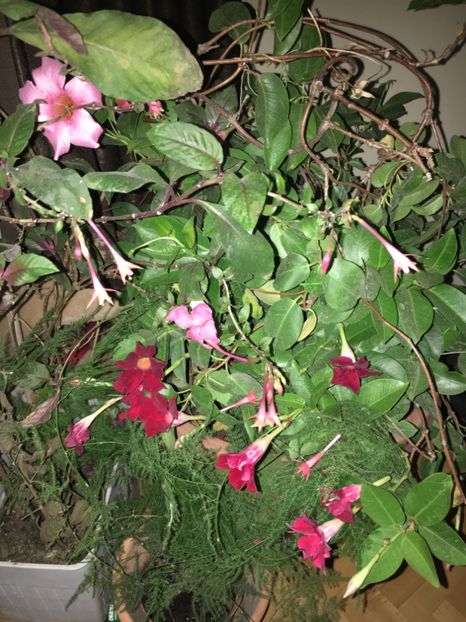 37A45E8E-6621-47EA-A603-B84239367A93 - Mandeville 2018