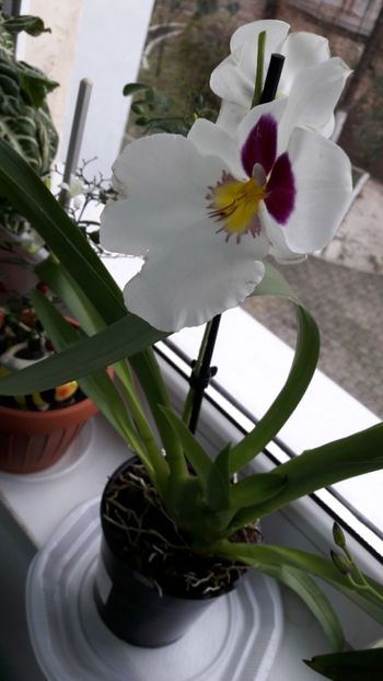 Miltonia - Orhideele mele