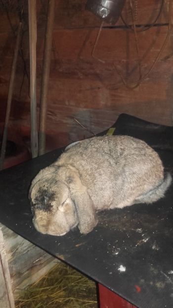  - Berbec German Agouti