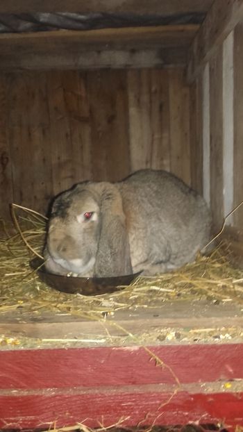  - Berbec German Agouti