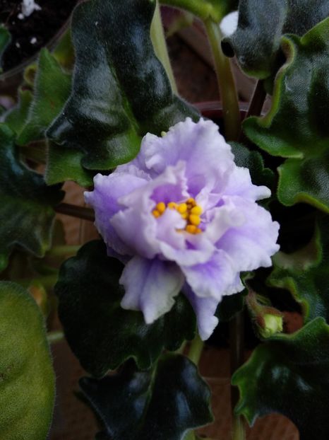 Rs Belissimo - Violete 2018