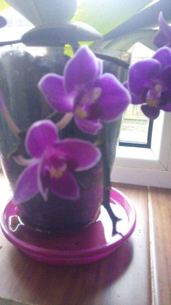  - Orhidee
