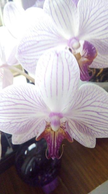  - Orhidee