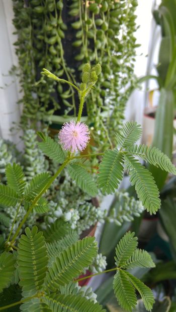 mimoza - amalgam alte flori 2018