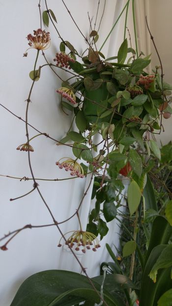  - amalgam alte flori 2018