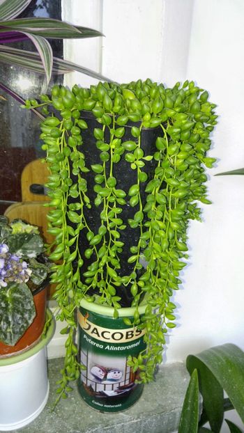  - amalgam alte flori 2018