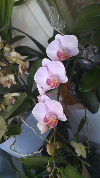  - amalgam alte flori 2018