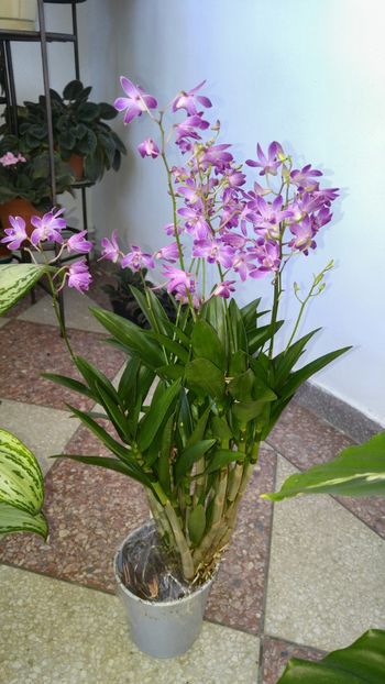  - amalgam alte flori 2018