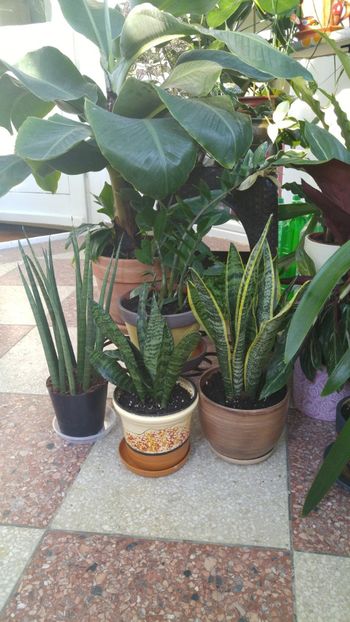  - amalgam alte flori 2018