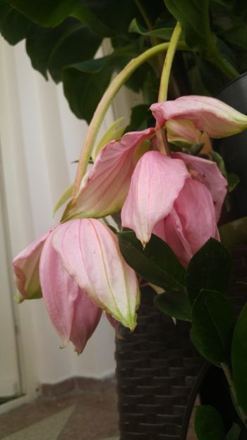  - amalgam alte flori 2018