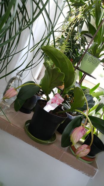  - amalgam alte flori 2018