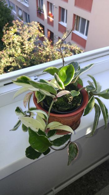  - amalgam alte flori 2018