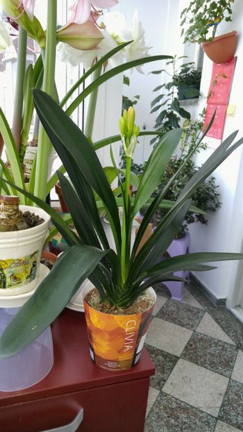  - amalgam alte flori 2018