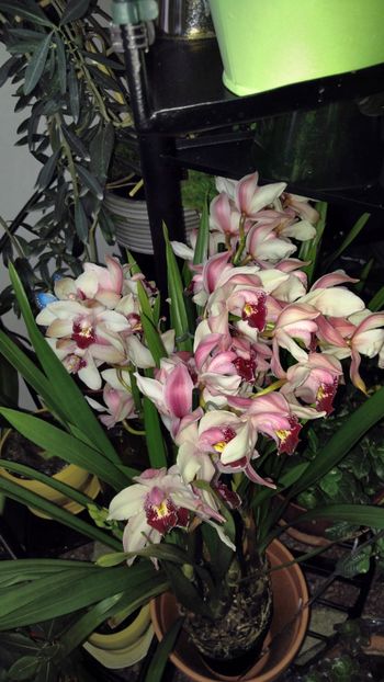  - cymbidium 2018