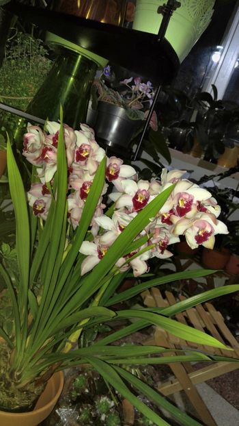  - cymbidium 2018