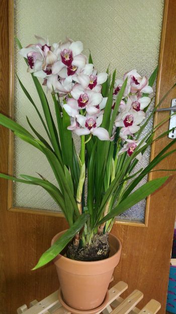  - cymbidium 2018