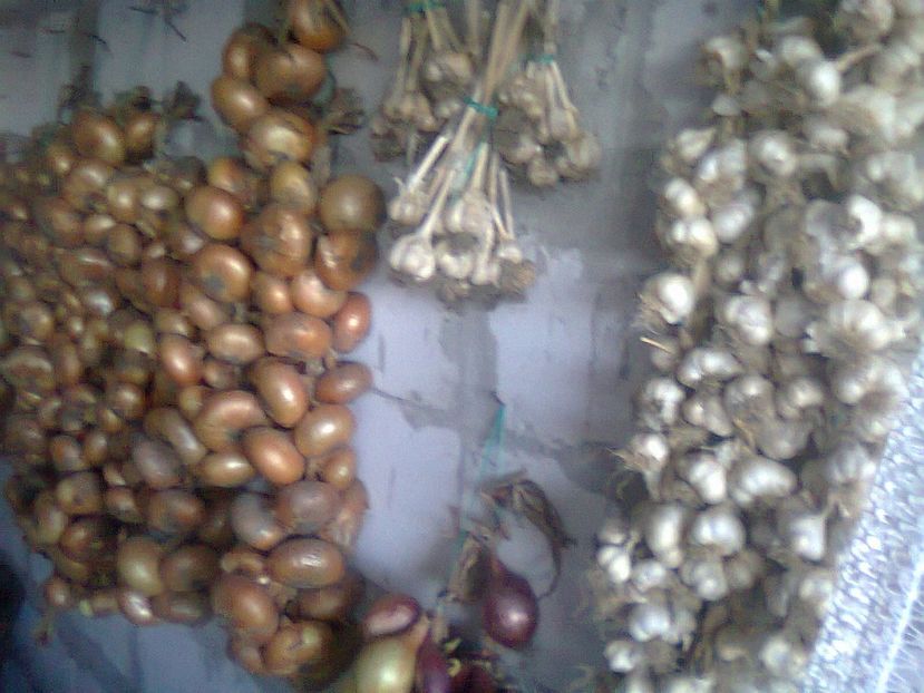 Fotografie6046 - CONTACT TRANSILVANIA