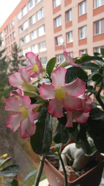  - adenium noiembrie 2018