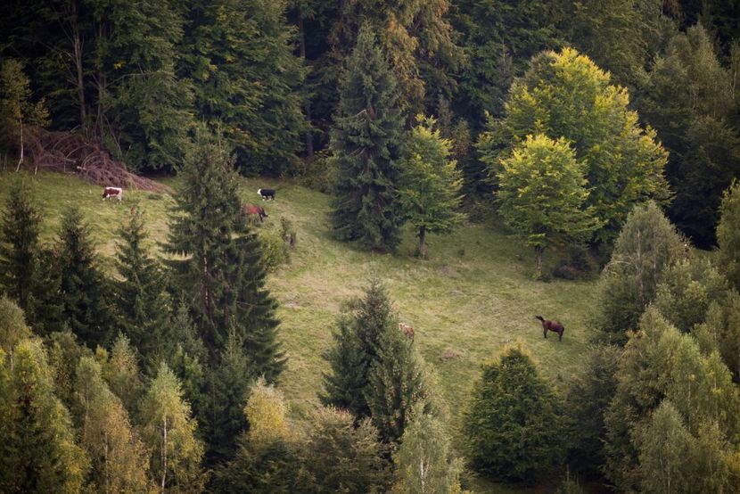  - Photo 17 - Toamna