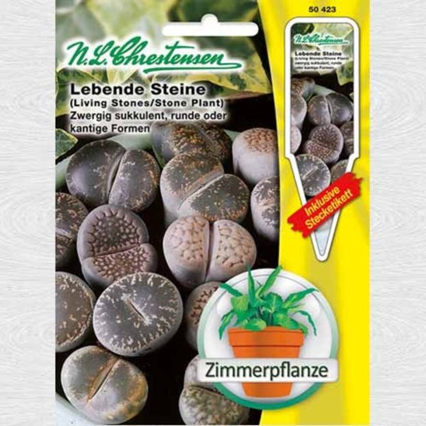 lithops-piatra-vie_1 - - Noutati oferte promotii in magazine