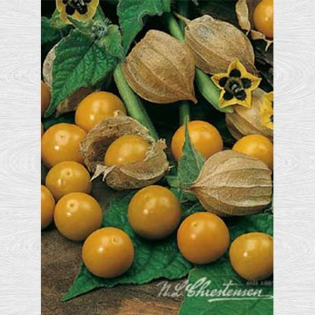 physalis_1 - - Noutati oferte promotii in magazine