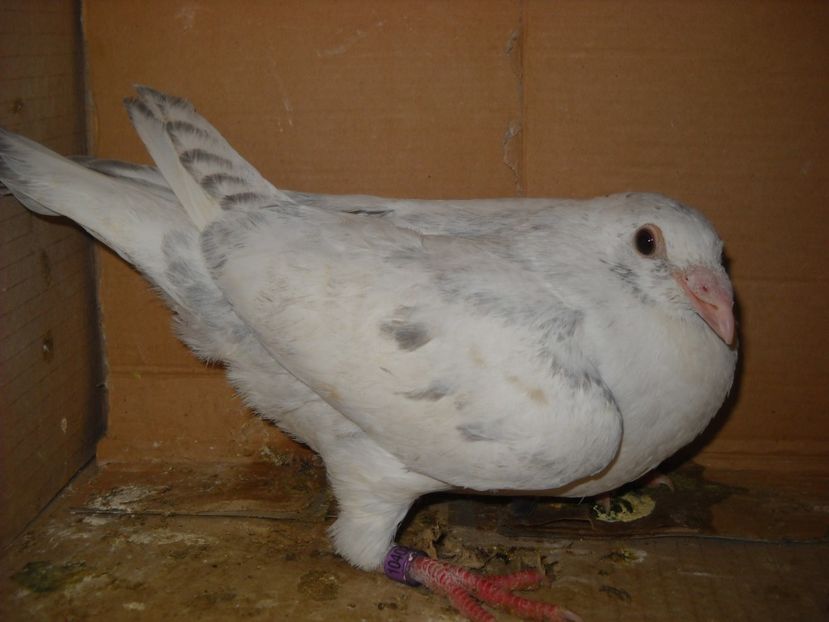  - UNDEVA IN SUCEAVA arhiva