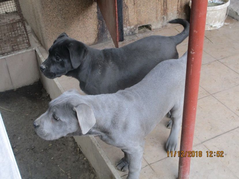 Doris & Brutus !!! - My Dog