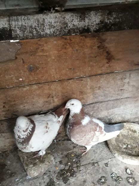 Pereche - Perechi AGH pentru 2020