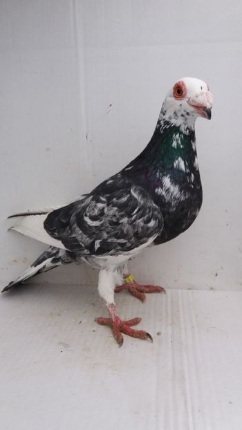 M 2017 vandut - De! voiajori vanduti