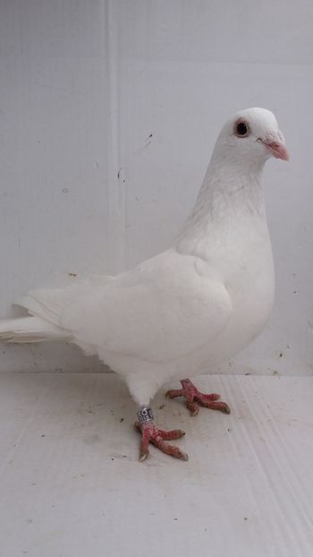 F 2016 vanduta - De! voiajori vanduti