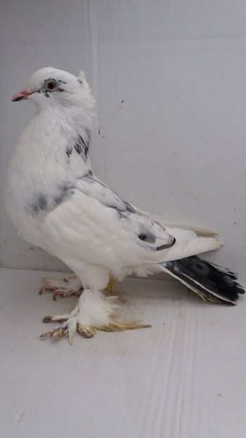 M 2018 - Por tapalagosi