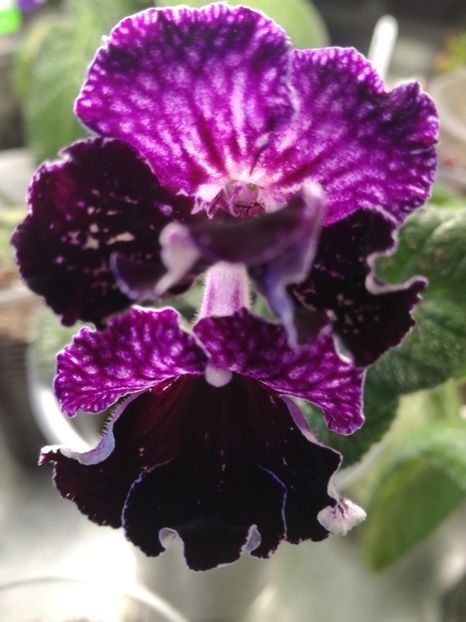  - Streptocarpusii 2018