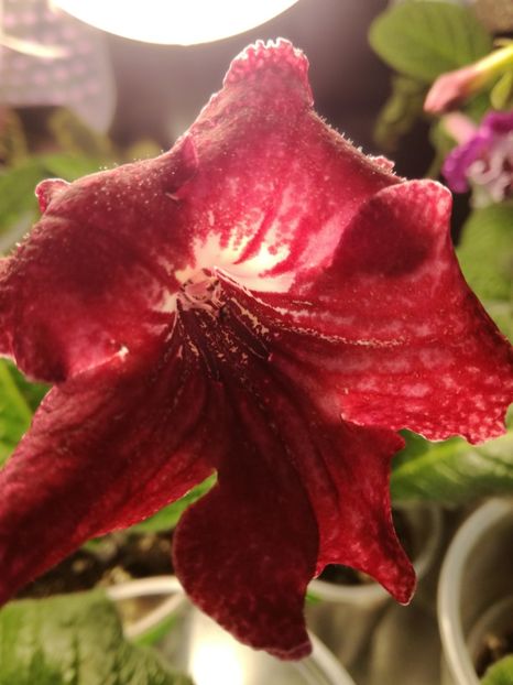  - Streptocarpusii 2018