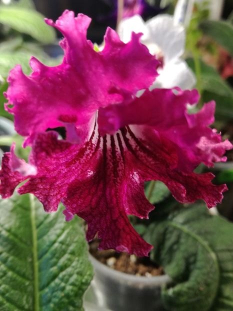  - Streptocarpusii 2018