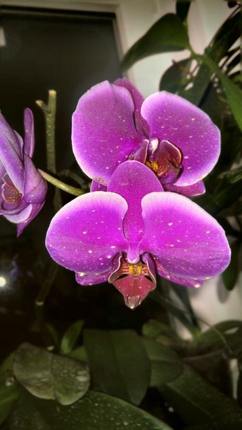  - orhidee noimbrie 2018