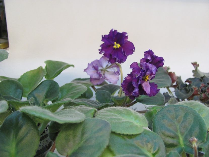  - ZZZ EK Wild Orchid EK Dikaia Orkhideia