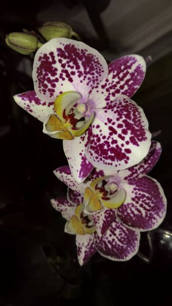  - orhidee noimbrie 2018