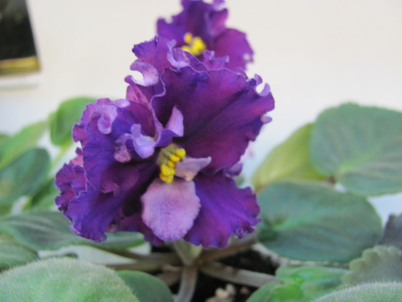  - ZZZ EK Wild Orchid EK Dikaia Orkhideia