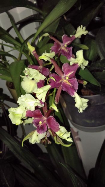  - orhidee noimbrie 2018