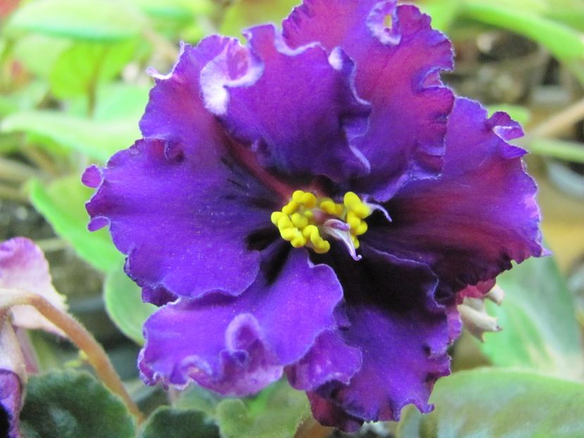  - ZZZ EK Wild Orchid EK Dikaia Orkhideia