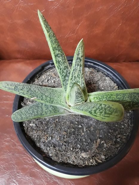 Gasteria little warty - Flori