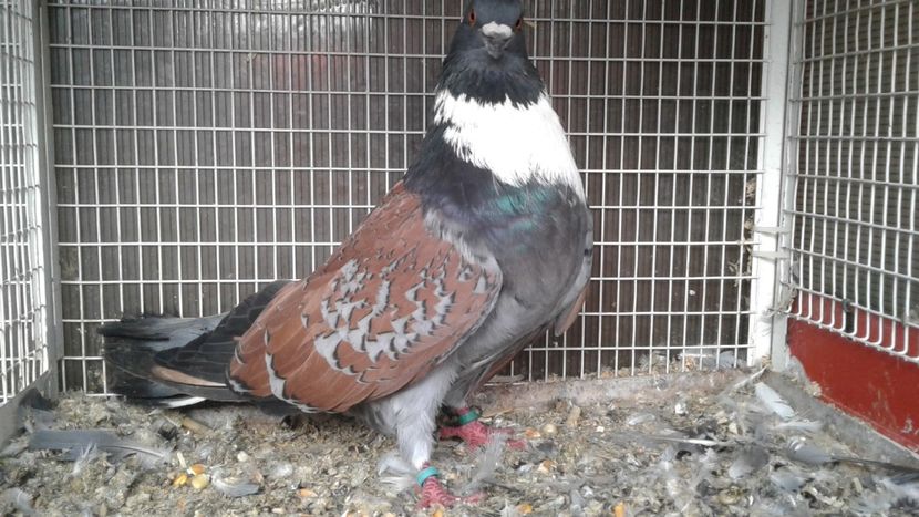  - De vanzare Chosoua Francezii