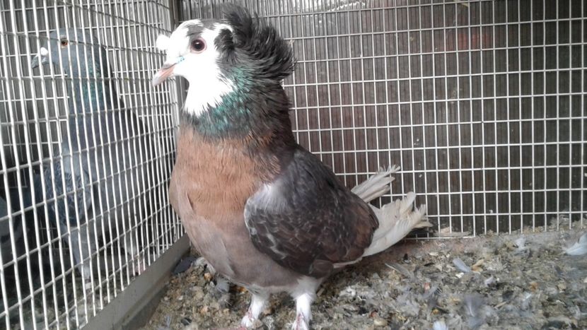  - De vanzare Urias de Salonta dublu mot