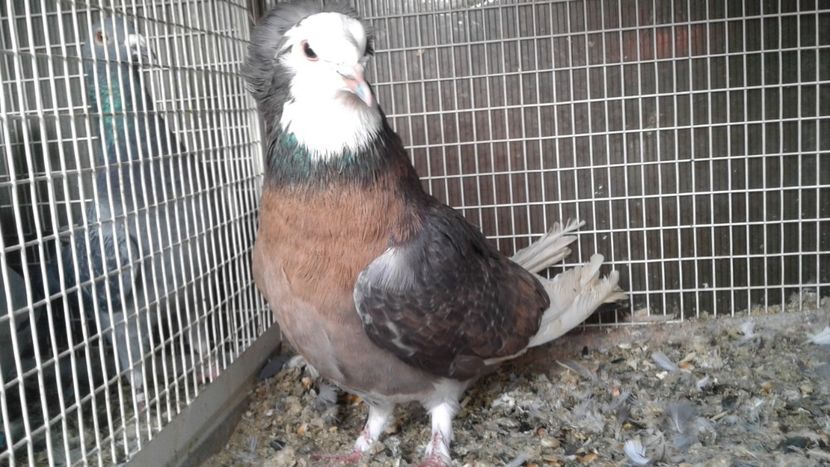  - De vanzare Urias de Salonta dublu mot