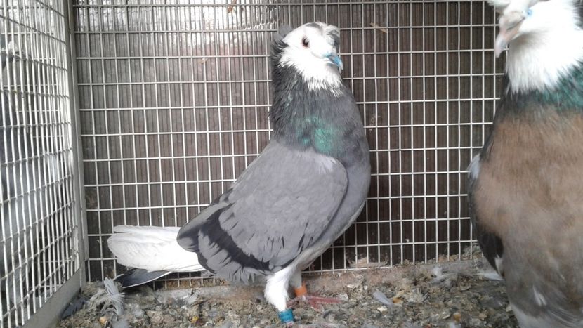  - De vanzare Urias de Salonta dublu mot